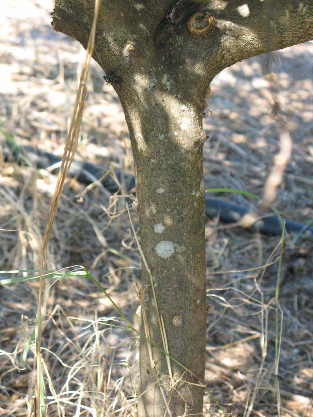            Bark (Winter Haven, FL)   